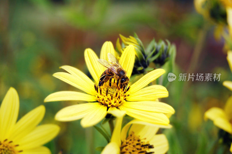 蜜蜂在光滑的牛眼花上(Heliopsis helianthoides)